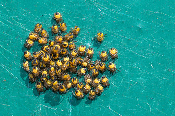 baby yellow spiders/ spiderlings on a green background