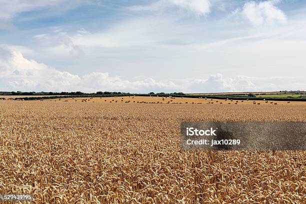 Wheat Field Stock Photo - Download Image Now - Agricultural Field, Agriculture, Bale