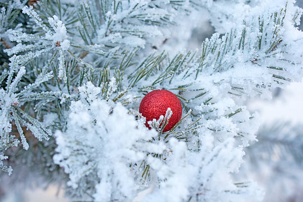 istock Red Christmas Ball on Frosted Pine Tree 529439345