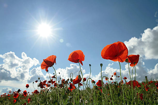мак поле  - flower red poppy sky стоковые фото и изображения