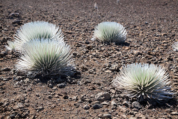 silversword - haleakala silversword photos et images de collection