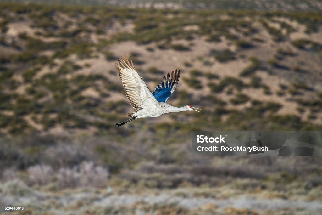 Sandhill Crane flying up from the pond The Cranes fly to the fields at daybreak and return to the ponds at dusk. Photographed in early morning light at Bosque del Apache, in New Mexico. Bird Stock Photo