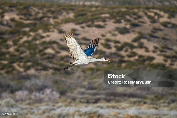 Sandhill Crane Flying Up From The Pond Stock Photo - Download Image Now - Bird, Black Color, Bosque del Apache National Wildlife Reserve