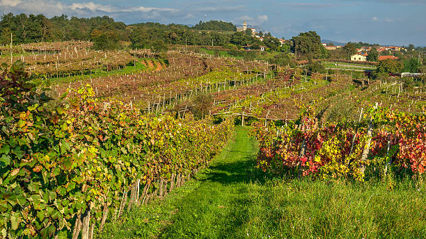 istock Vineyard in late afternoon 529440431