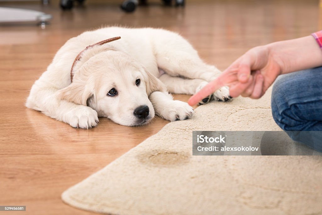house training of guilty puppy Golden retriever puppy looking guilty from his punishment Dog Stock Photo