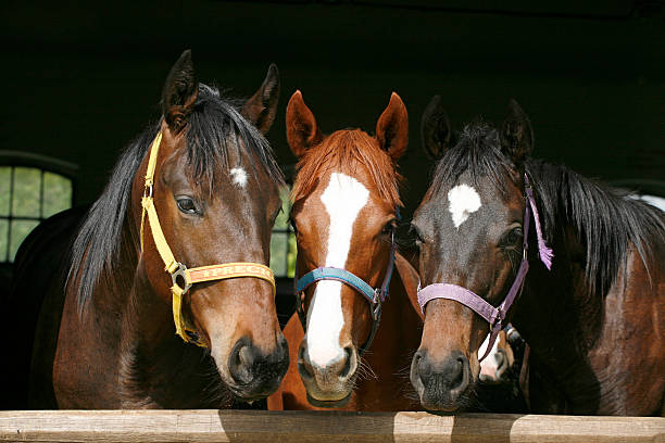 nice thoroughbred poulains dans stable - écurie photos et images de collection