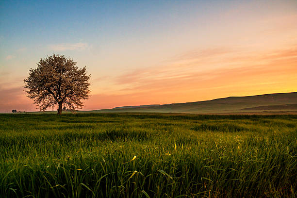 istock SPRING  LANDSCAPE.Blossoming tree at dawn. Between Puglia and Basilicata ITALY 529458507