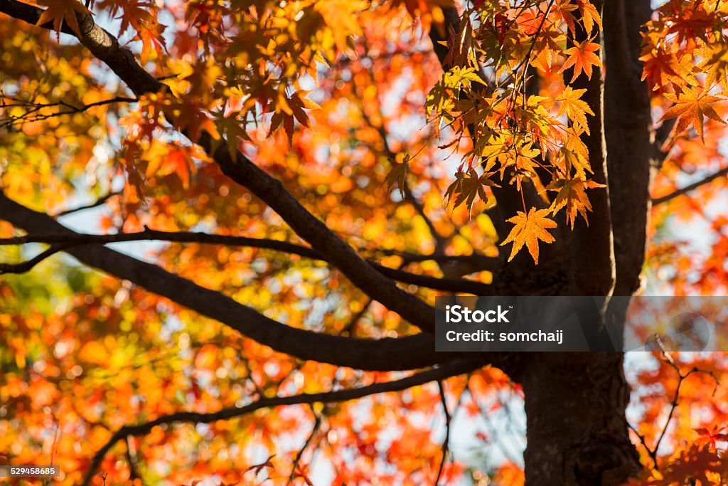 Autumn Leaf Autumn leaf with backlit and bokeh light in background Autumn Stock Photo