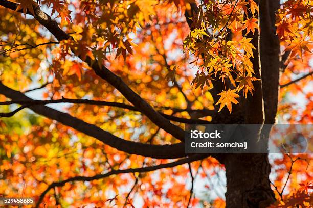 Autumn Leaf Stock Photo - Download Image Now - Autumn, Backgrounds, Beauty