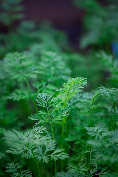 istock Organic Carrots Growing In The Garden, Macro 529459793