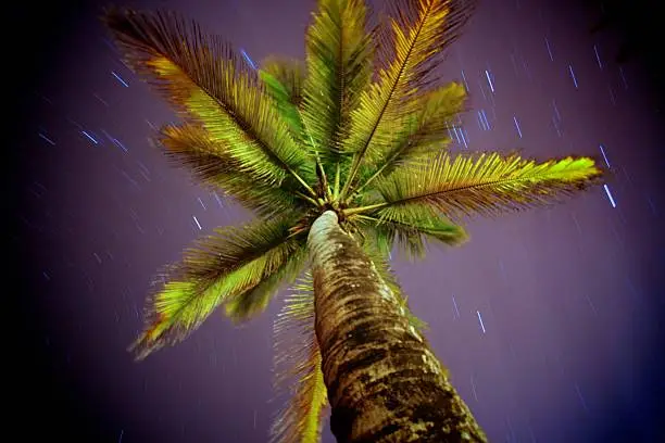 A palm tree in the Caribbean with a backdrop of star trails (time-lapse).  