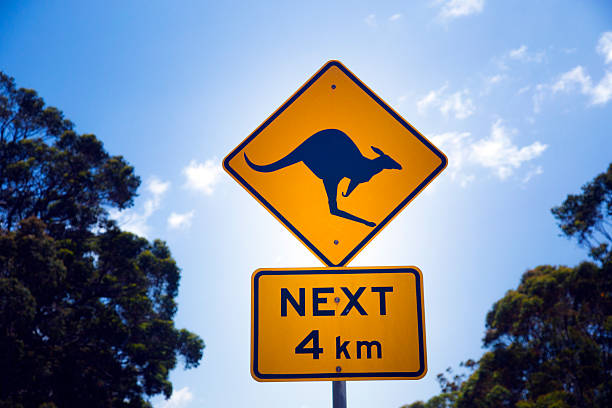 istock Kangaroo road sign in Australia 529460567