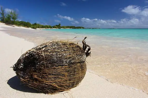 A coconut has washed up on a sandy beach in the Caribbean.