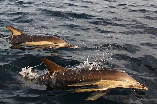 Two dolphins play in the Atlantic Ocean