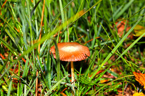 Mushroom in the Grass