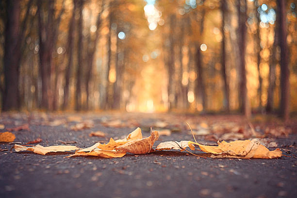 istock yellow autumn park leaves in September 529461035