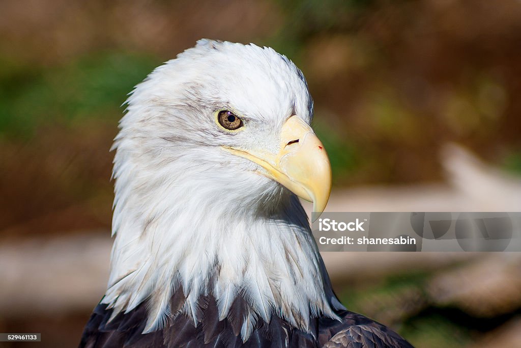 Soon Eagle Close up image of an American Bald Eagle Bald Eagle Stock Photo