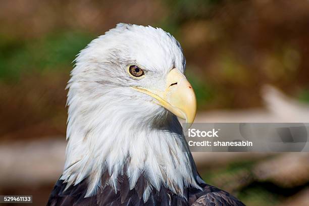 Soon Eagle Stock Photo - Download Image Now - Bald Eagle, Beak, Bird