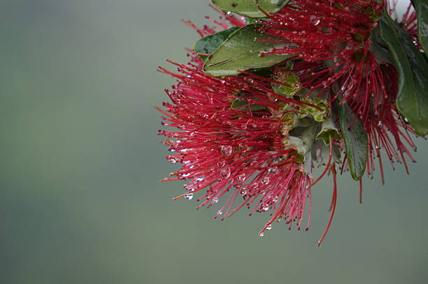 pohutuwaka 나무 레드 플라워, raindrops - new zealand culture indigenous culture bush maori 뉴스 사진 이미지