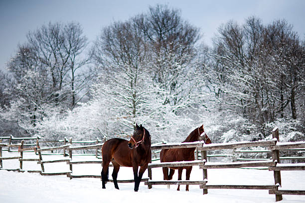 istock Chestnut brown horses in a cold winter pasture 529461999