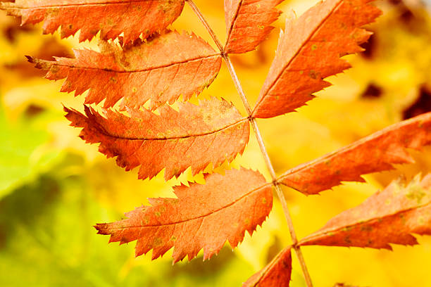 autumn leaves stock photo