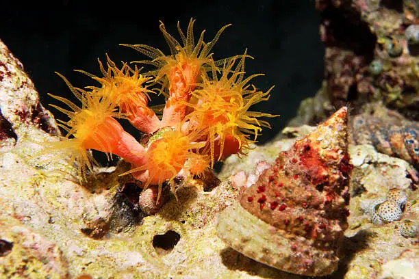 A brilliant orange cup coral open at night next to a green top shell at Wakatobi