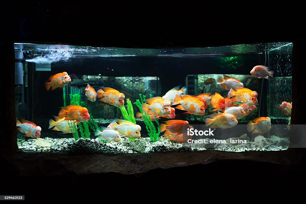 The underwater world. Bright Exotic Tropical coral fish The underwater world. Bright Exotic Tropical coral fish in the Red Sea artificial environment of the aquarium with corals and algae aquatic plants Algae Stock Photo