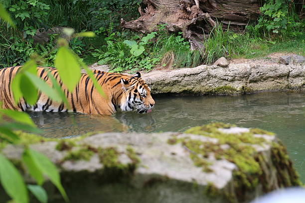 altaica тигр, пантера - tiger animal endangered species human face стоковые фото и изображения