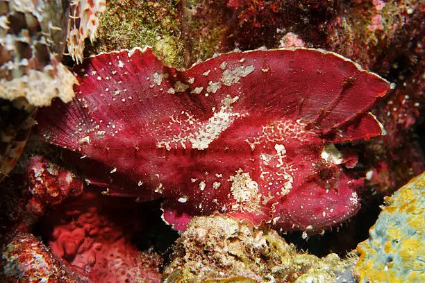 A Leaf Scorpionfish rests on the bottom of an Indonesian coral reef by Wakatobi