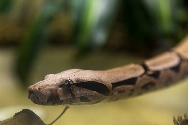 Boa Ratonera 120+ Orange Boa Constrictor Snake Stock Photos, Pictures & Royalty-Free ...