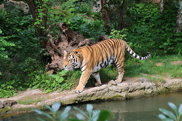 istock Panthera tigris altaica 529478767