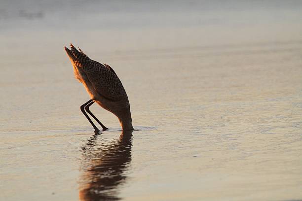 Camera Shy Bird with head in sand at a beach. head in the sand stock pictures, royalty-free photos & images