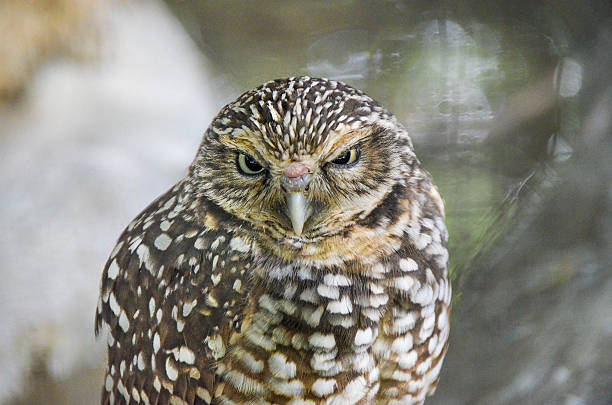 Portrait of owl Portrait of owl. spotted eagle stock pictures, royalty-free photos & images