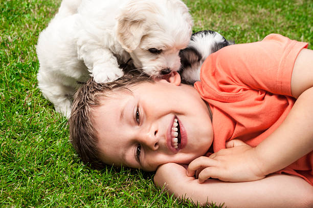 Boy playing with puppies Little boy playing with his pets lying on the grass and they licking his face (poodles - coton de tulear). Find more in  coton de tulear stock pictures, royalty-free photos & images