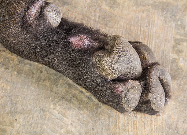 istock dog feet and legs 529479967