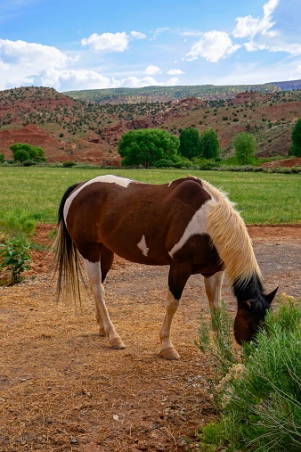 A horse grazing in the beautiful landscape of Capitol Reef National Park in Utah.