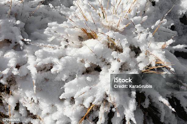 Crystalline Early Snow On Dead Dry Weeds Stock Photo - Download Image Now - Abstract, Backgrounds, Bunch
