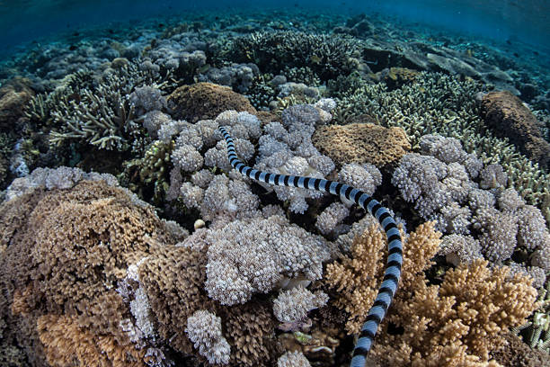 istock Banded Seasnake Swimming Over Reef 529481659