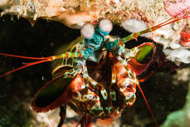 istock Peacock mantis shrimp in Ambon, Maluku, Indonesia underwater 529481759