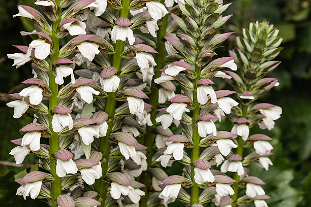 detalle de planta de acanthus flores - acanto fotografías e imágenes de stock