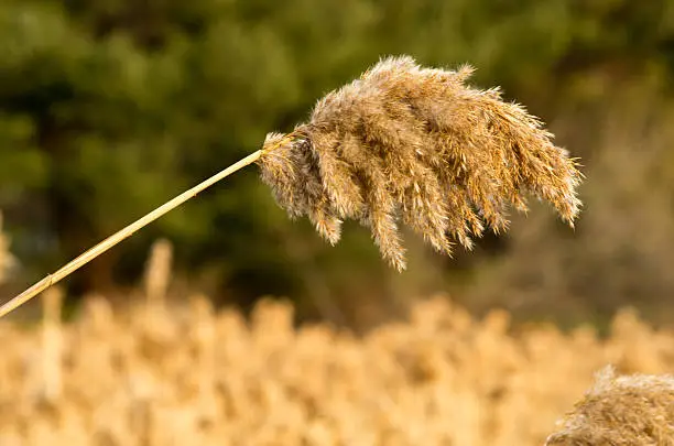 A single head of phragmite is loaded with seed in the late fall.