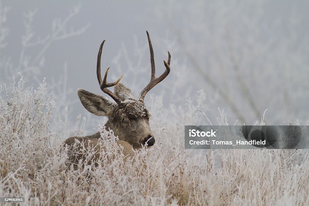 Frosty Deer covered in Frost Alberta Stock Photo