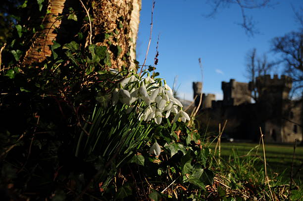 snowdrops (galanthus) - gwynedd photos et images de collection