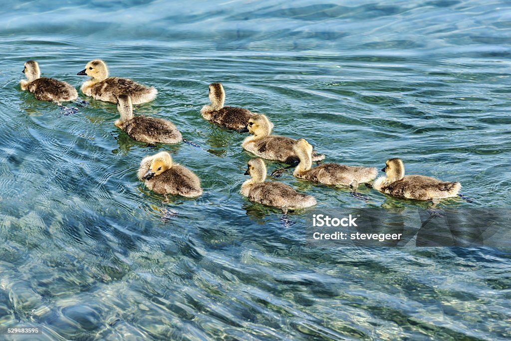 Canada Goose  goslings swimming  Burnham Park Harbor Stock Photo