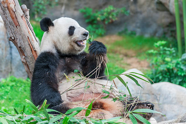 판다 베어 - panda giant panda china eating 뉴스 사진 이미지