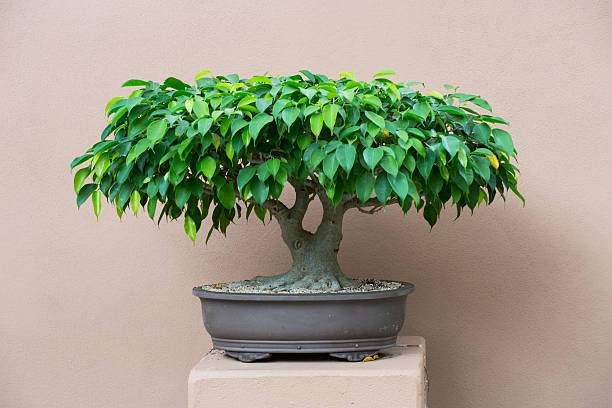 istock Bonsai Moreton Bay Fig 529493519