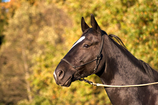 istock Black horse waiting outside portrait 529493677