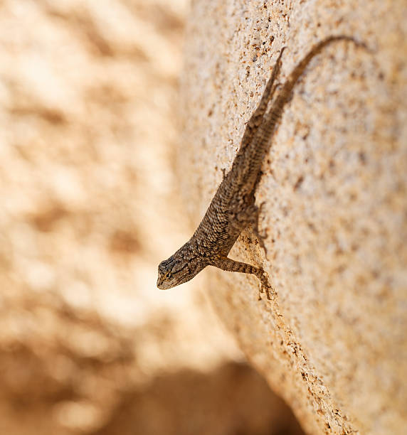 Western Fence Lizard Looking out on a Rock stock photo