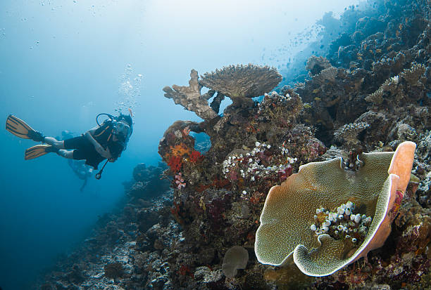 Mergulhador perto de um recife de coral - foto de acervo