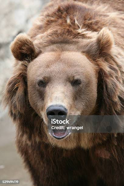 Oso De Kamchatka Foto de stock y más banco de imágenes de Aire libre - Aire libre, Animal, Animales cazando